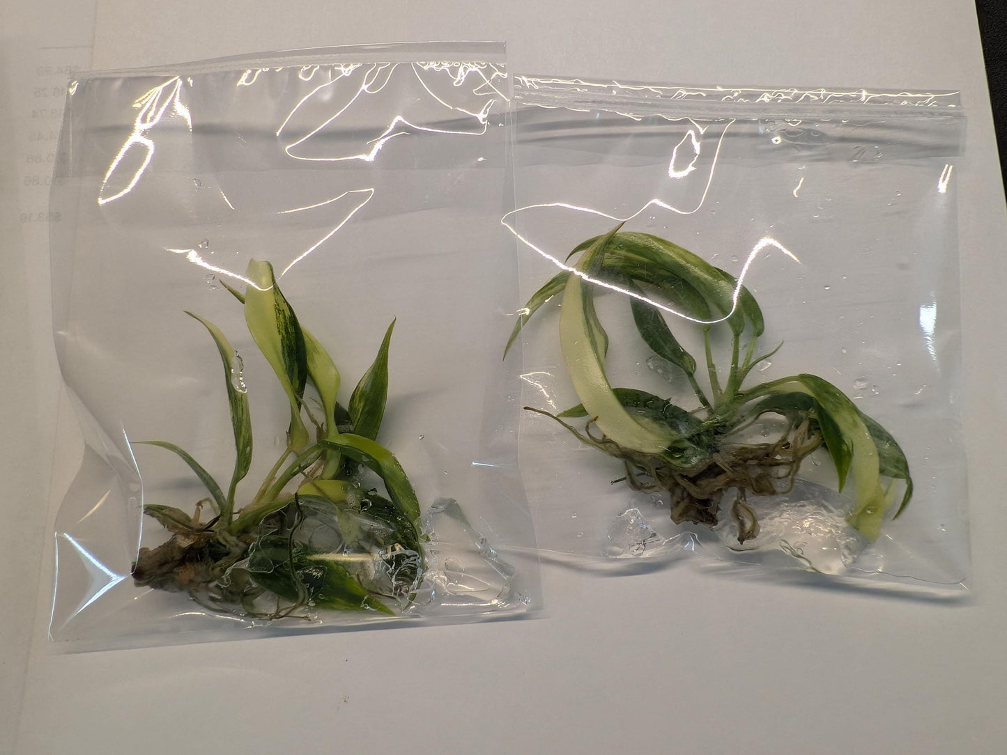 Philodendron Florida Beauty × Tortum Variegated | Tissue Culture Plant | Tomoka Farms