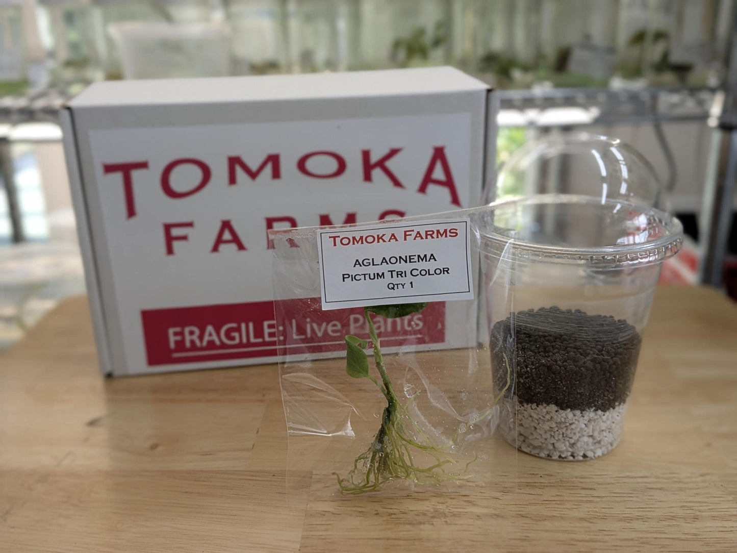 Aglaonema Pictum Tricolor | Tissue Culture Plant (Starter) | Tomoka Farms