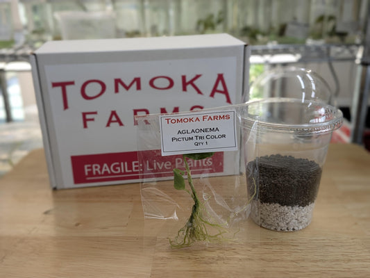 Aglaonema Pictum Tricolor | Tissue Culture Plant (Starter) | Tomoka Farms