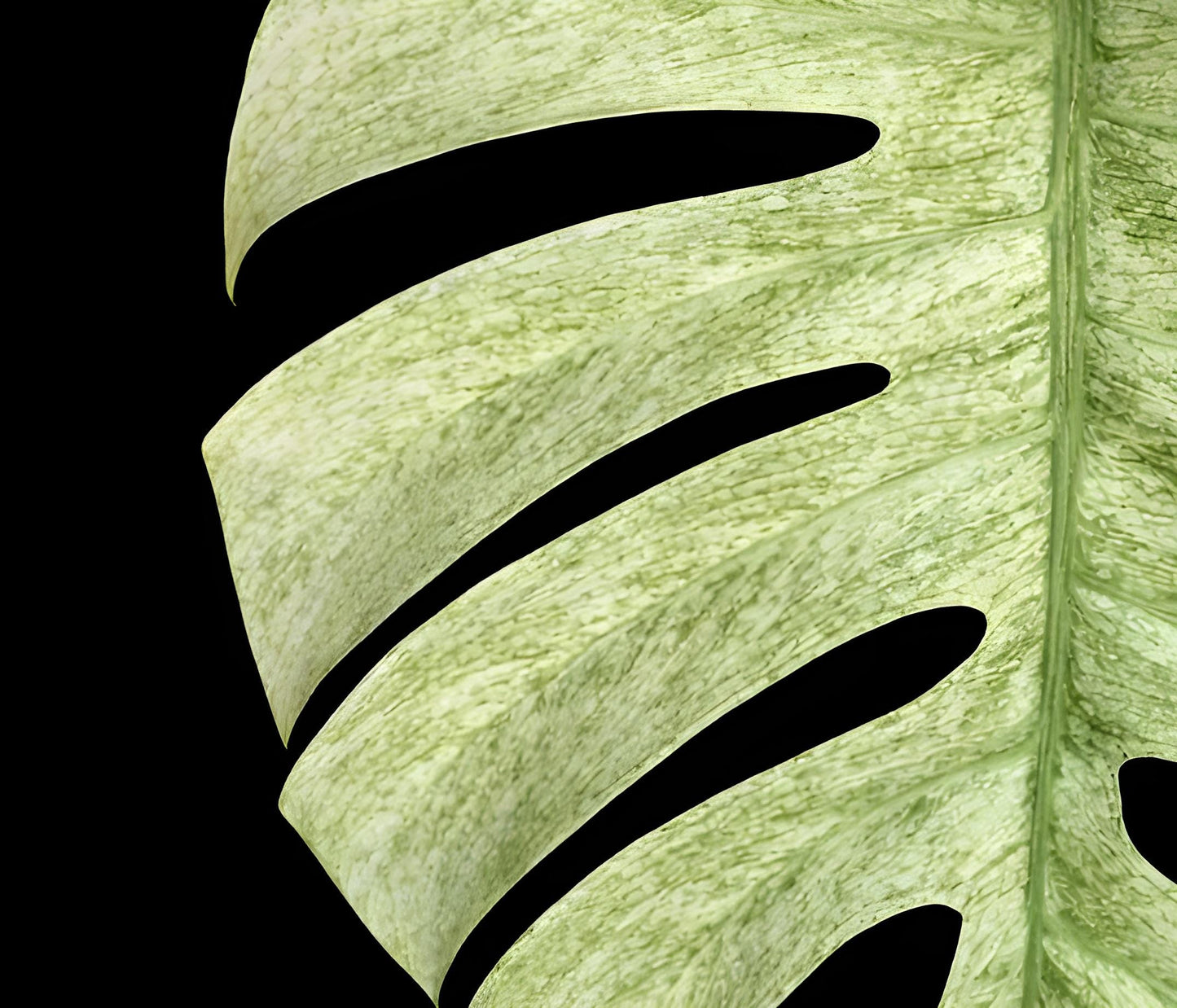 Monstera Deliciosa Mint Variegated | Tissue Culture Starter Plant (Preorder) | Tomoka Farms