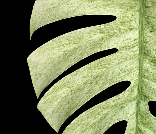 Monstera Deliciosa Mint Variegated | Tissue Culture Starter Plant (Preorder) | Tomoka Farms