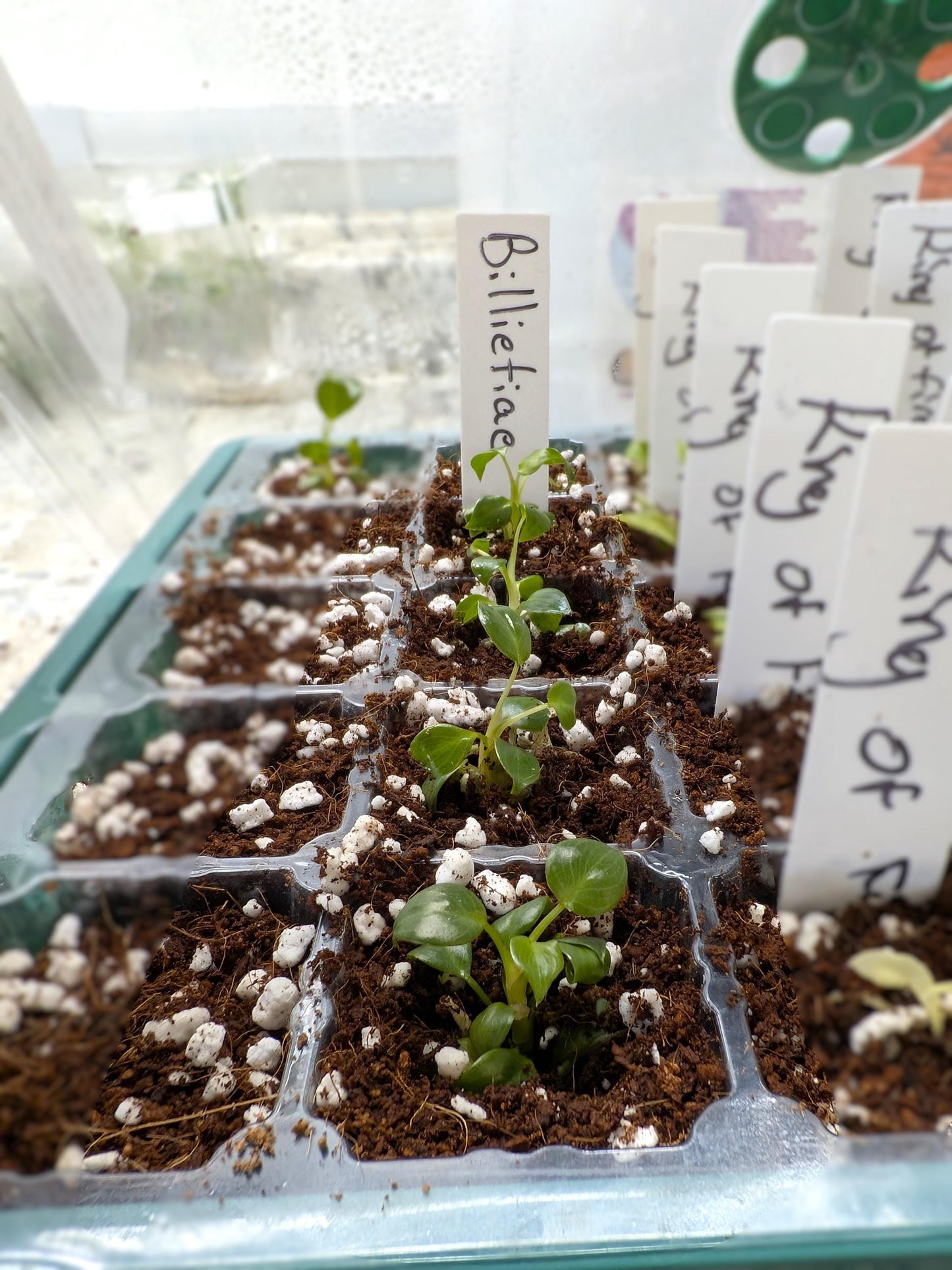 Philodendron Billietiae | Tissue Culture Plant | Tomoka Farms