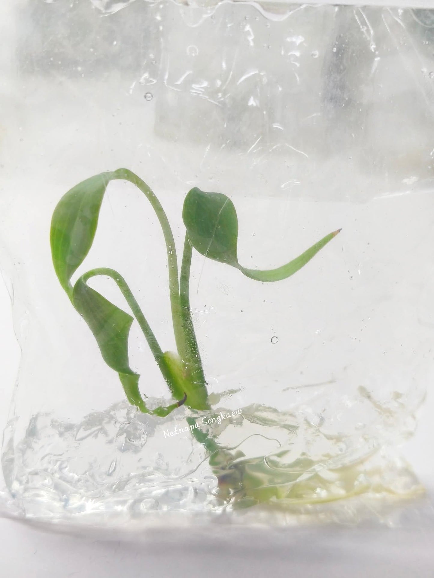 Monstera ‘Burle Marx Flame’ | Tissue Culture Plant (Starter) | Tomoka Farms
