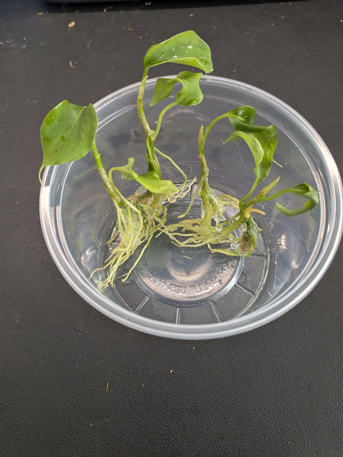 Anthurium Big Bill | Tissue Culture Plant | Tomoka Farms