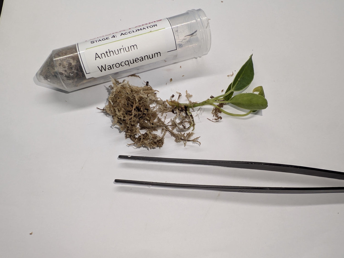 Anthurium Warocqueanum ‘Queen’ | Tissue Culture Plant | Tomoka Farms
