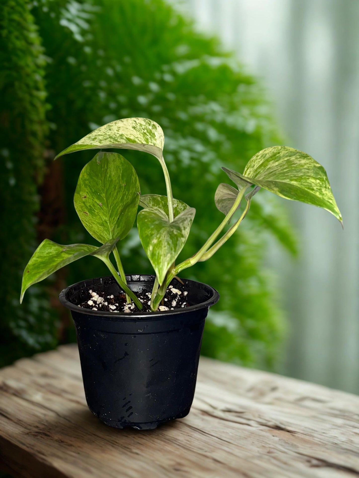 Marble Queen Pothos | Starter Plant | Tomoka Farms