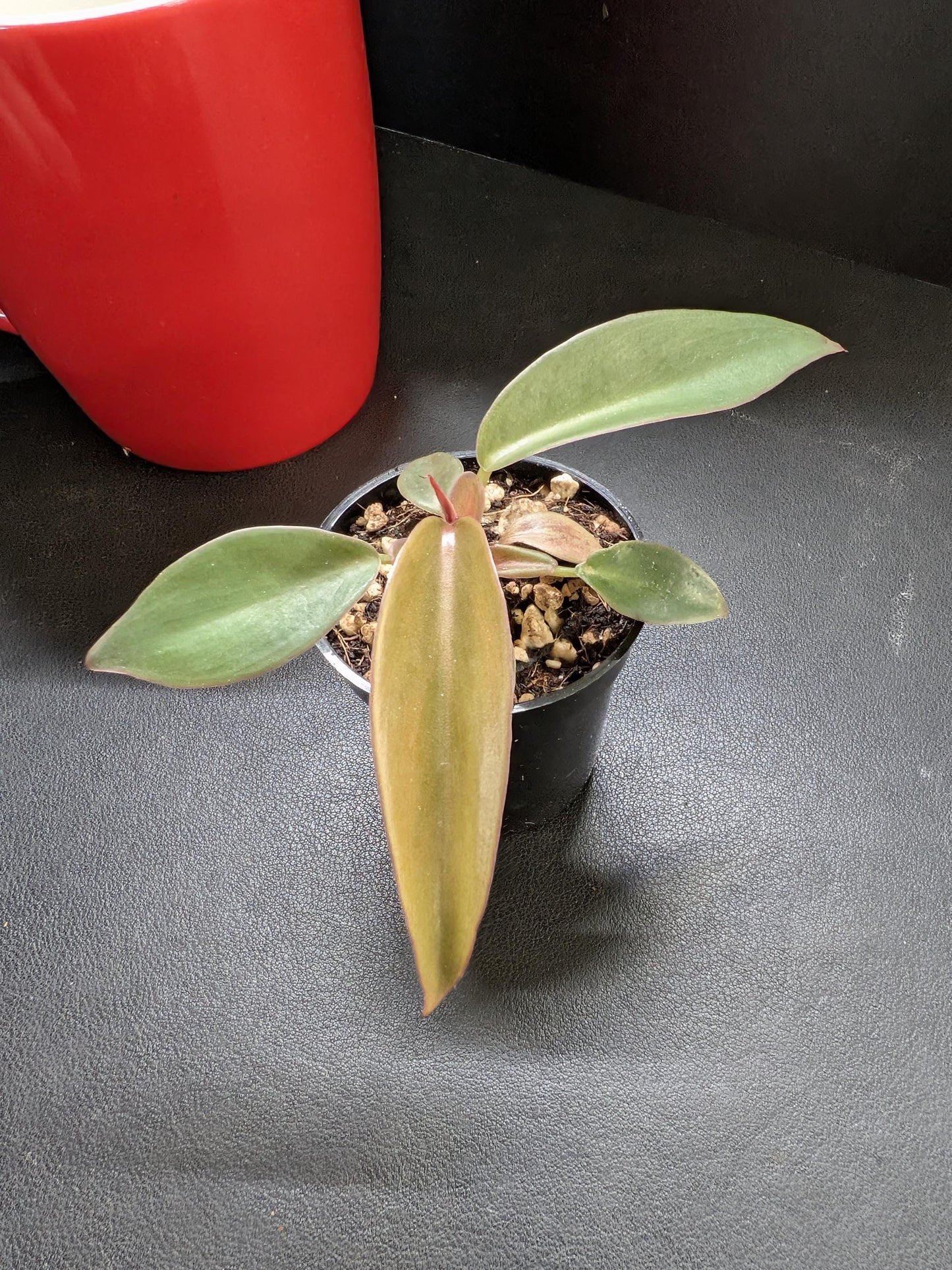 Philodendron Orange Princess | Starter Plant | Tomoka Farms