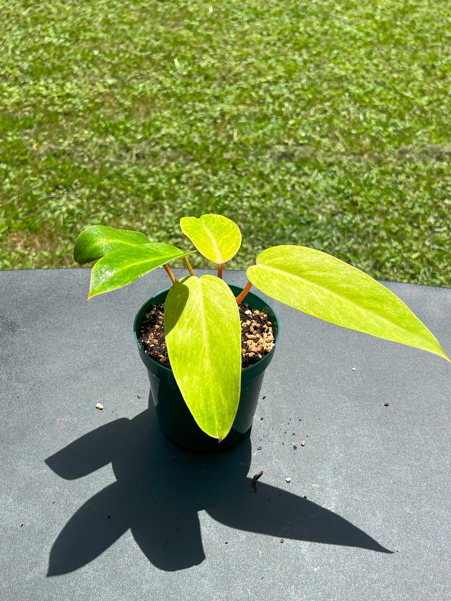 Philodendron Painted Lady – Starter | Bright Chartreuse Variegation | Rare Collector Plant