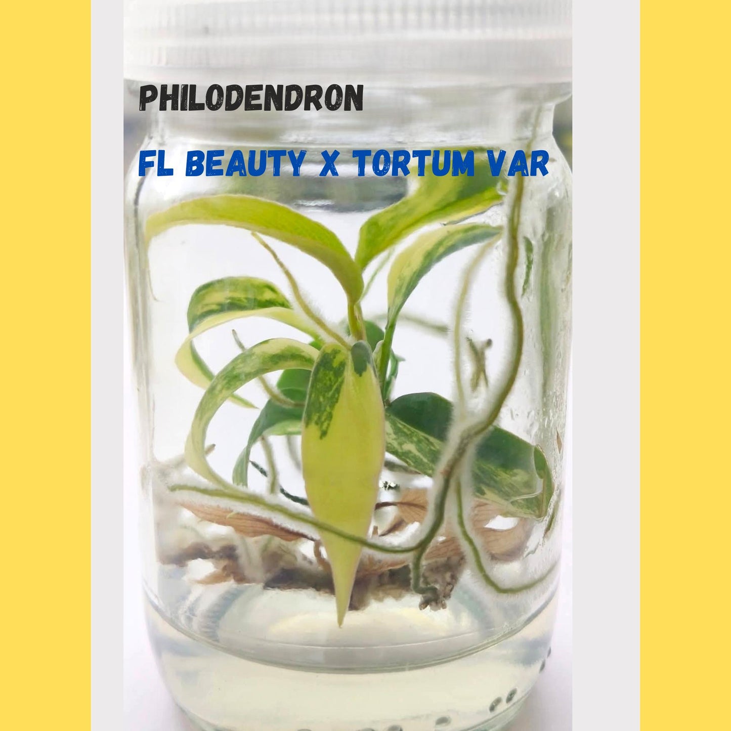 Philodendron Florida Beauty × Tortum Variegated | Tissue Culture Plant | Tomoka Farms