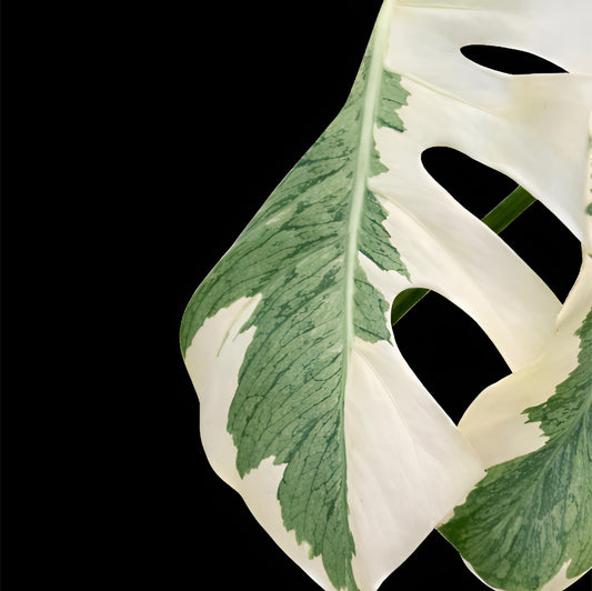Monstera ‘White Lava’ | Tissue Culture Plant (Starter) | Tomoka Farms