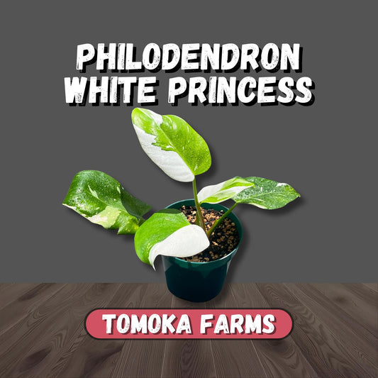 Philodendron White Princess | Starter Plant | Tomoka Farms