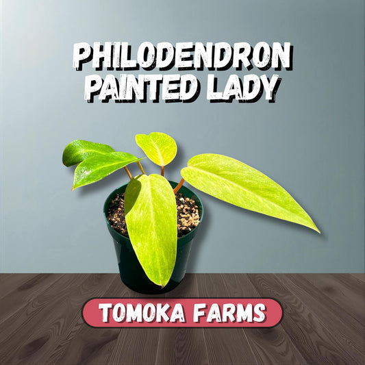 Philodendron Painted Lady – Starter | Bright Chartreuse Variegation | Rare Collector Plant