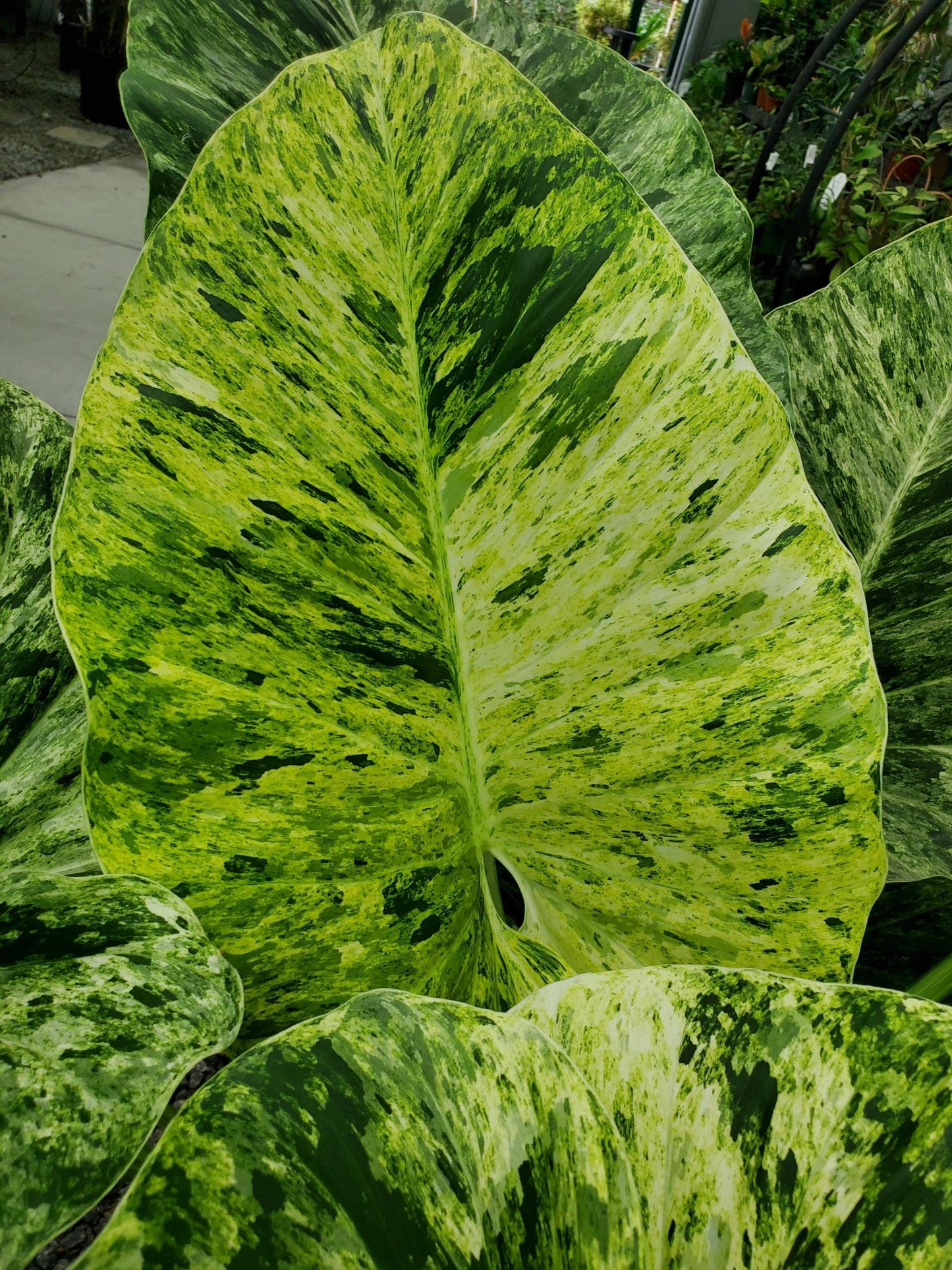 Philodendron Giganteum Variegated | Tissue Culture Plant | Tomoka Farms