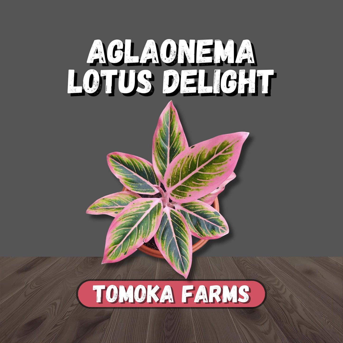 Aglaonema ‘Lotus Delight’ | Tissue Culture Plant (Starter) | Rare Pink Chinese Evergreen | Tomoka Farms