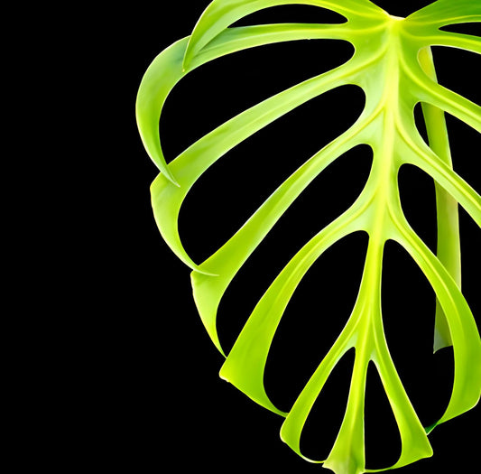 Monstera ‘Burle Marx Flame’ | Tissue Culture Plant (Starter) | Tomoka Farms