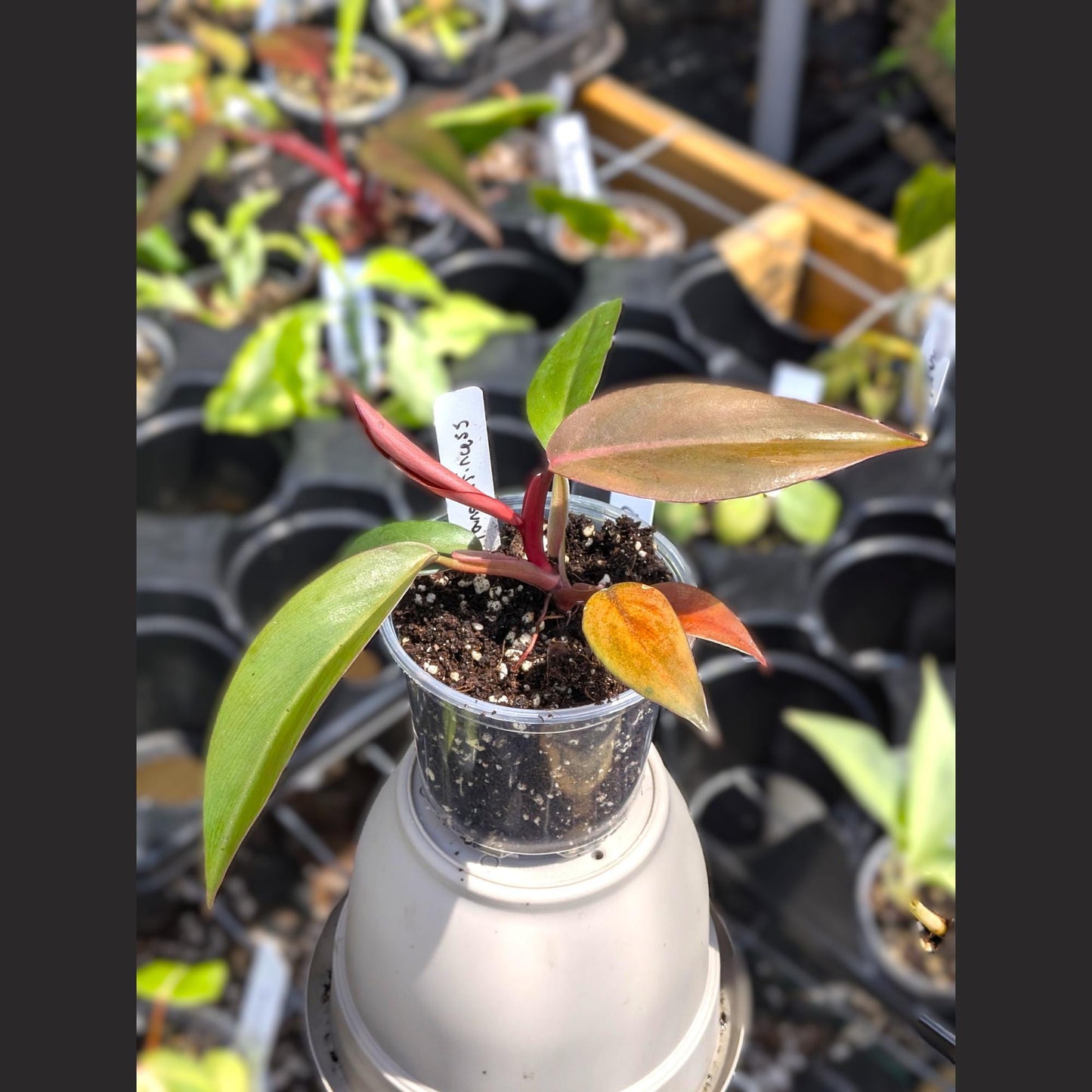 Philodendron Orange Princess | Starter Plant | Tomoka Farms