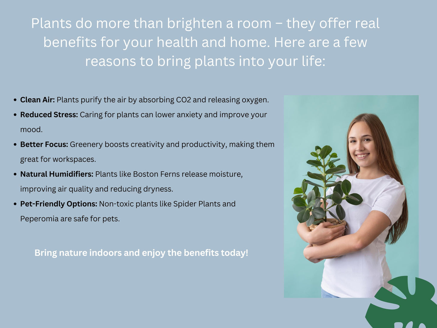 Philodendron Jose Buono | Starter Plant | Tomoka Farms