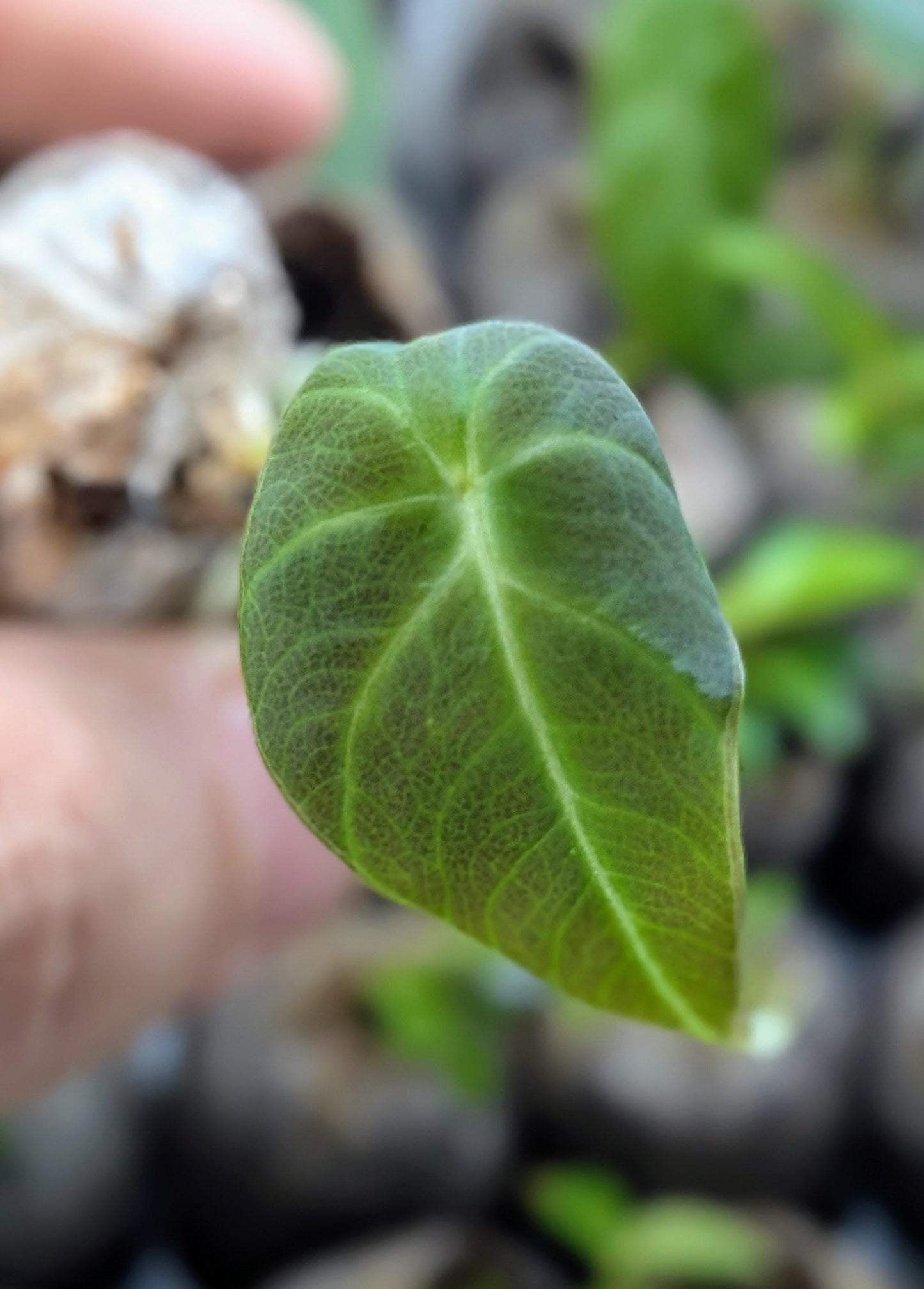 Alocasia Black Velvet | Tissue Culture Plant (Starter) | Tomoka Farms