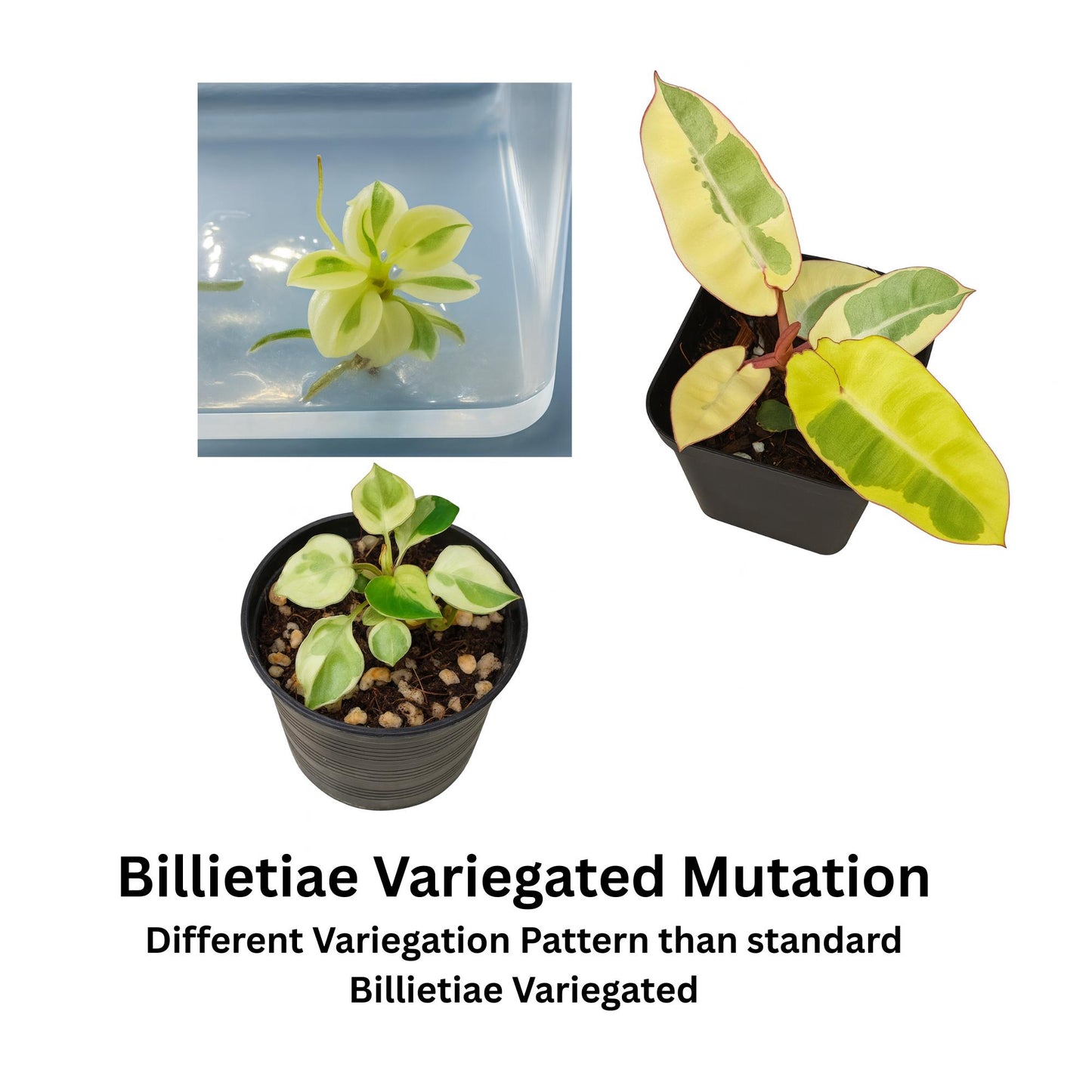 Philodendron Billietiae Variegated | Tissue Culture Plant | Very Rare Strap-Leaf Aroid | Tomoka Farms