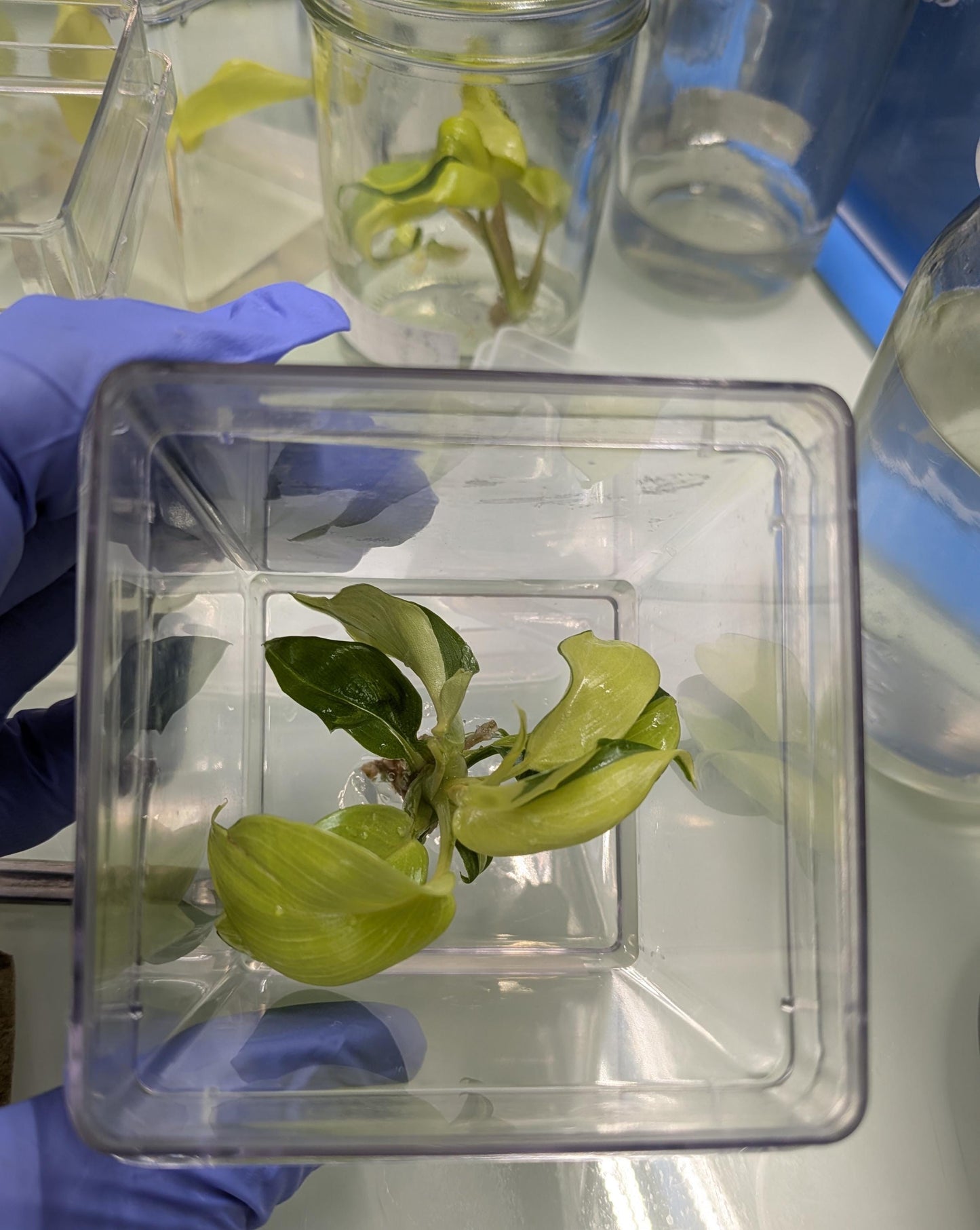Philodendron Jungle Fever | Tissue Culture Plant (Starter) | Tomoka Farms