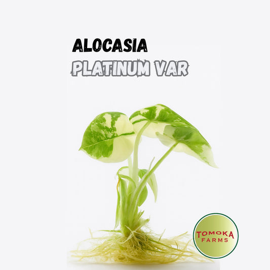 Alocasia Bisma ‘Platinum Albo Var’ — Tissue Culture Plant (Starter) | Tomoka Farms