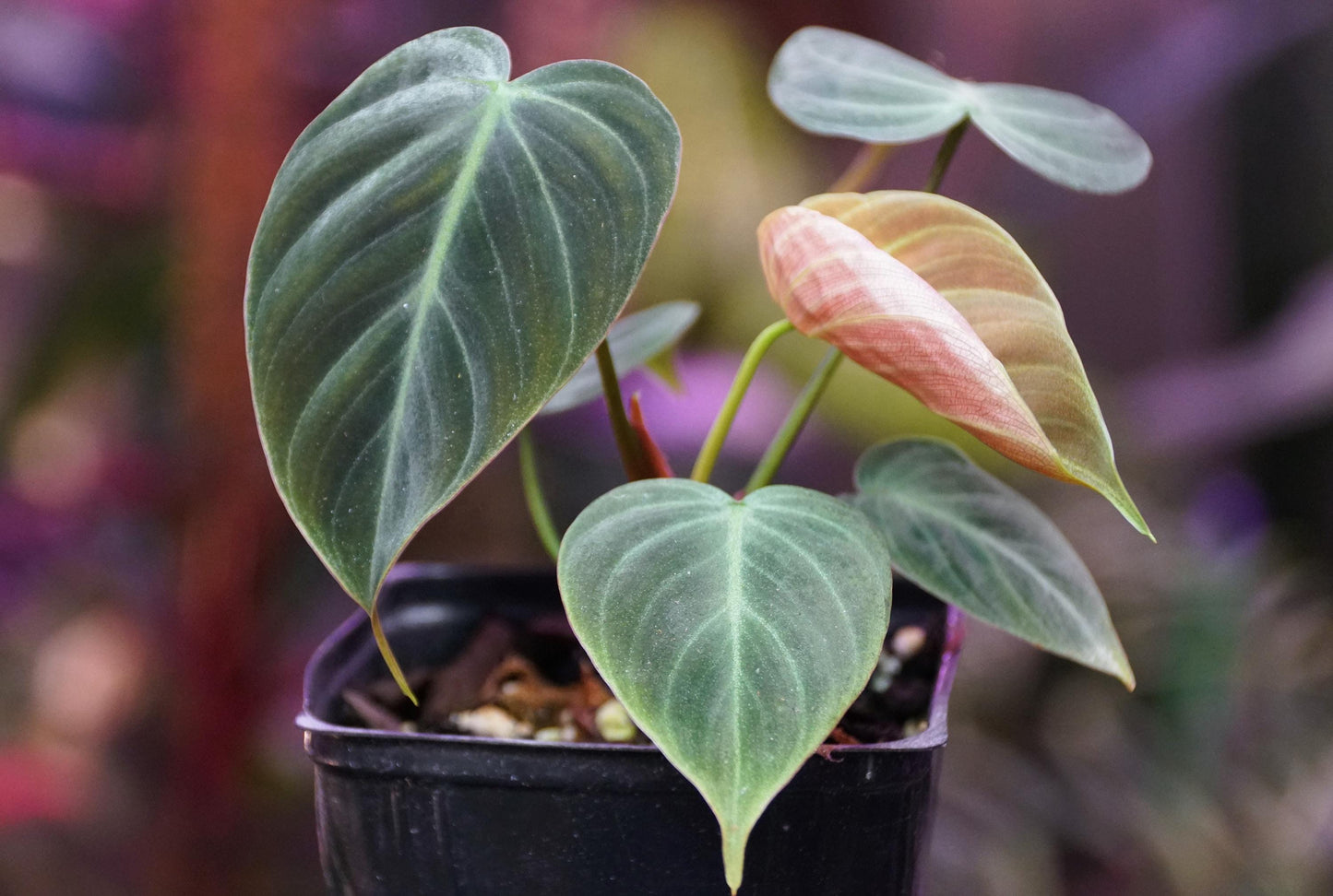 Philodendron El Choco Red | Tissue Culture Plant | Tomoka Farms