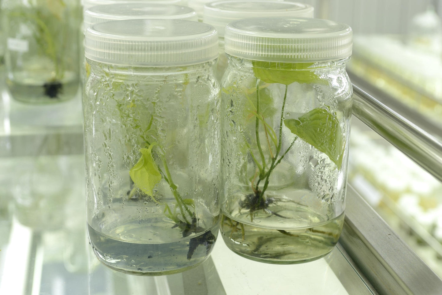 Tissue Culture Plant Acclimation Kit | Perlite/Stratum Blend (Parfait Cups) | Tomoka Farms