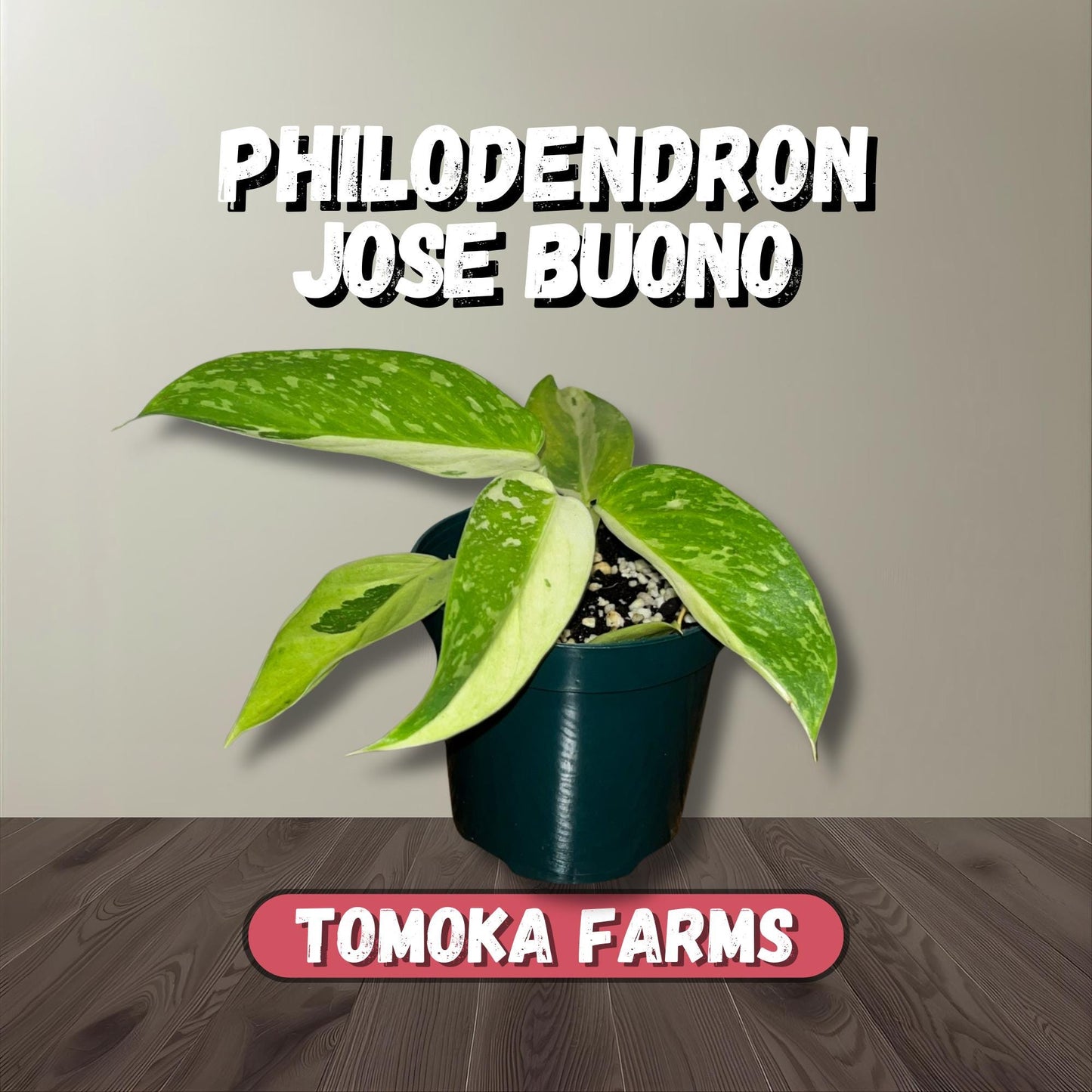 Philodendron Jose Buono | Starter Plant | Tomoka Farms