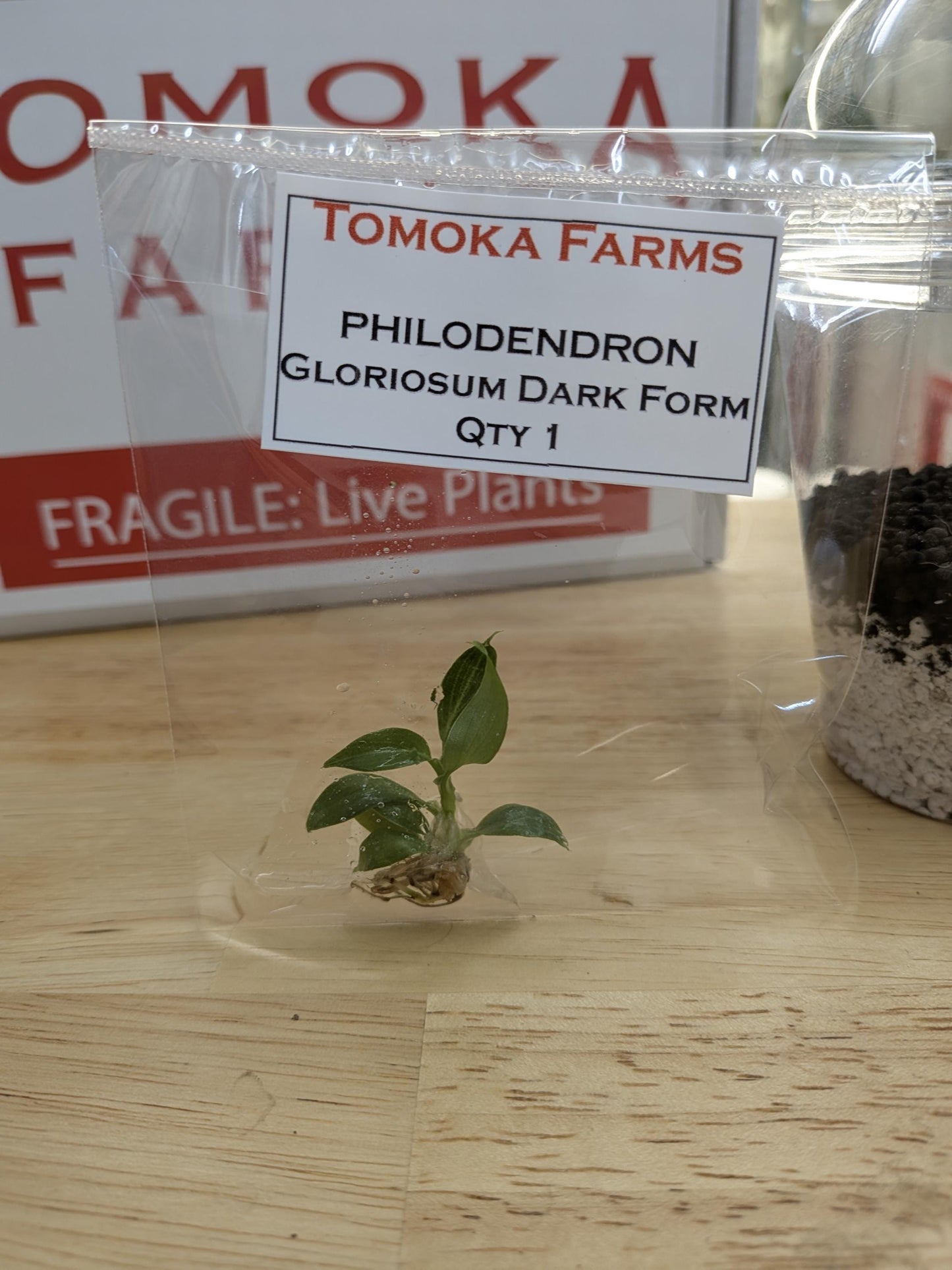 Philodendron Gloriosum Dark Form | Tissue Culture Plant (Starter) | Tomoka Farms