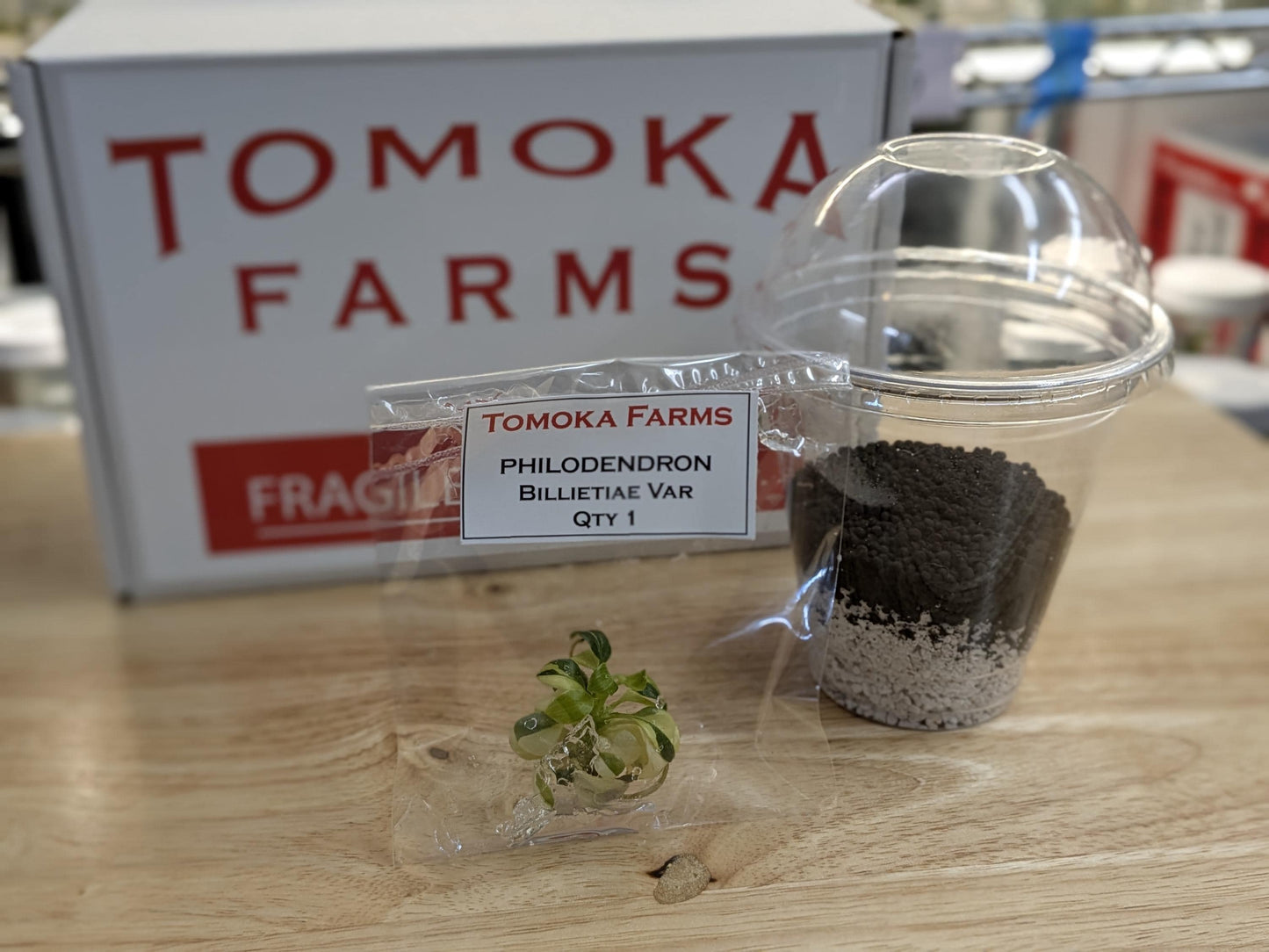 Philodendron Billietiae Variegated | Tissue Culture Plant | Very Rare Strap-Leaf Aroid | Tomoka Farms