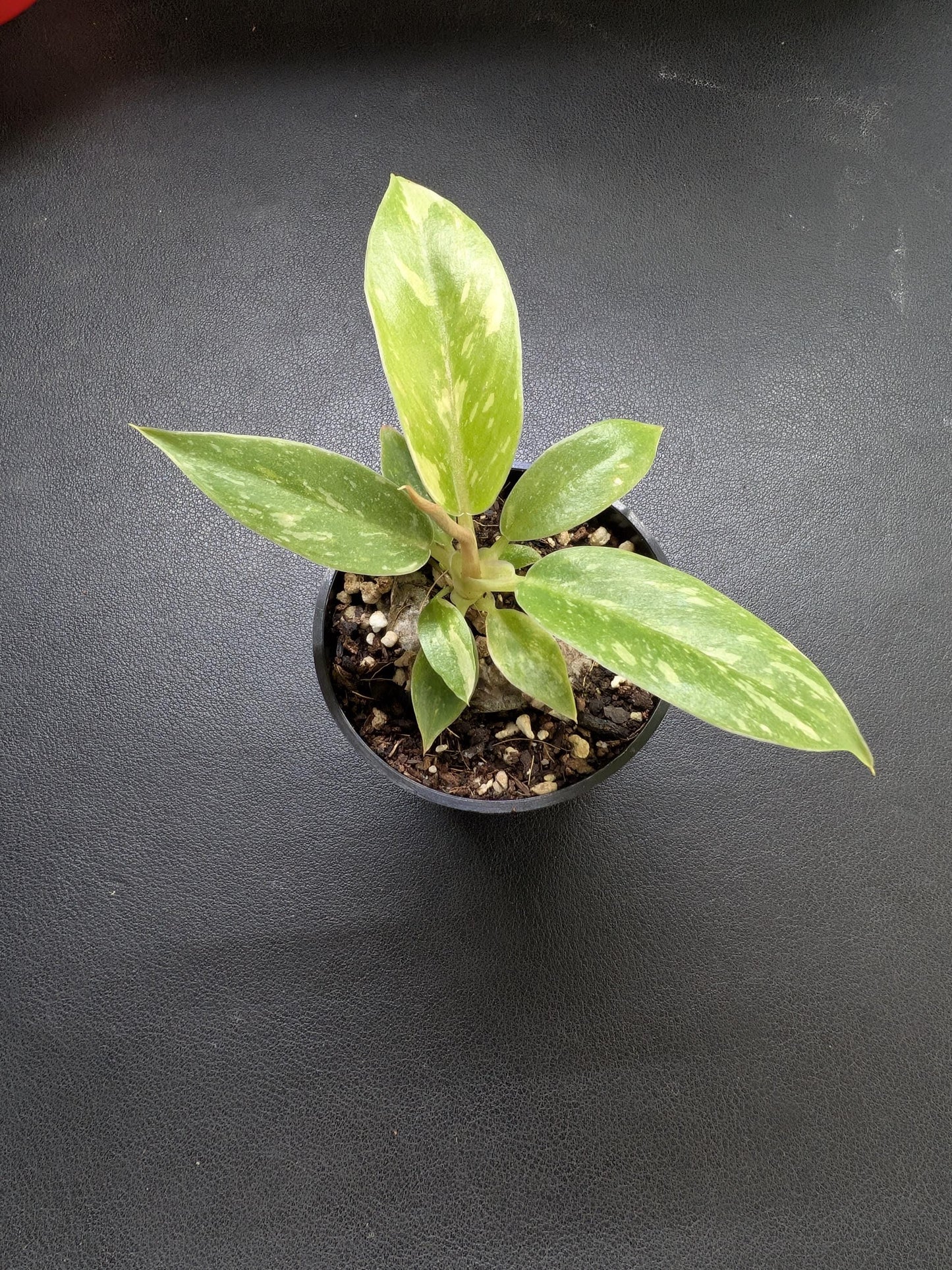 Philodendron Ring of Fire | Starter Plant | Tomoka Farms