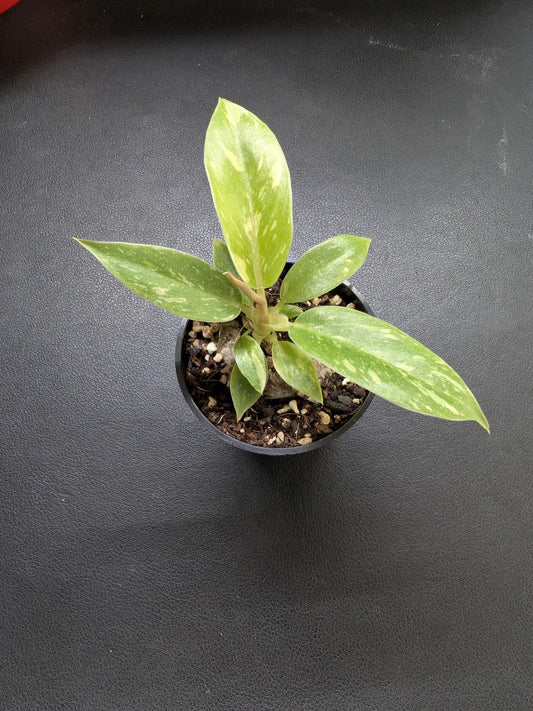 Philodendron Ring of Fire | Starter Plant | Tomoka Farms