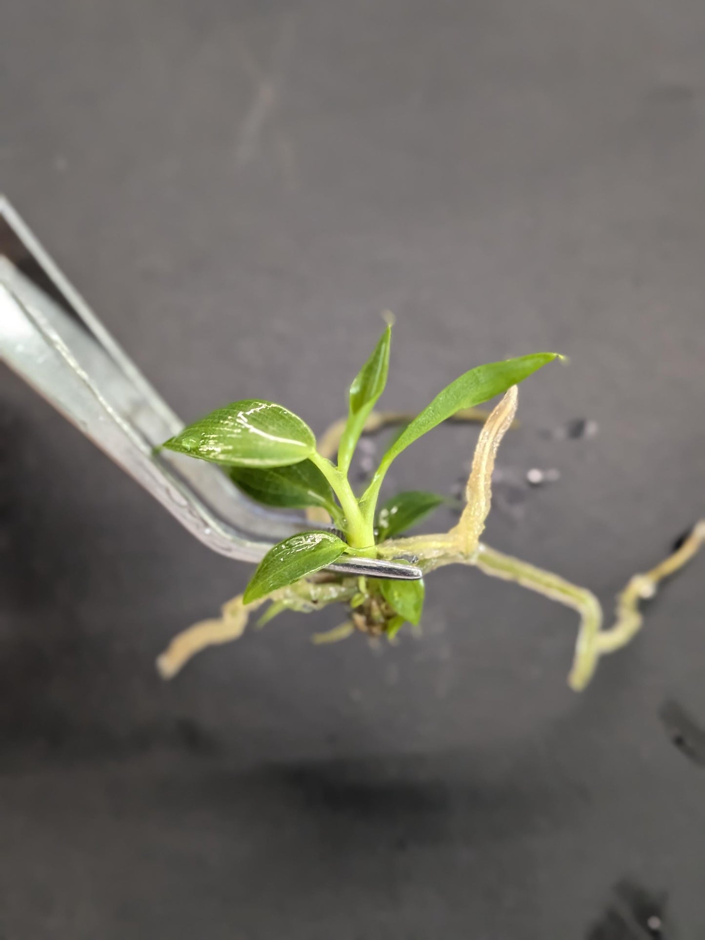 Philodendron Spiritus Sancti | Tissue Culture Plant | Tomoka Farms