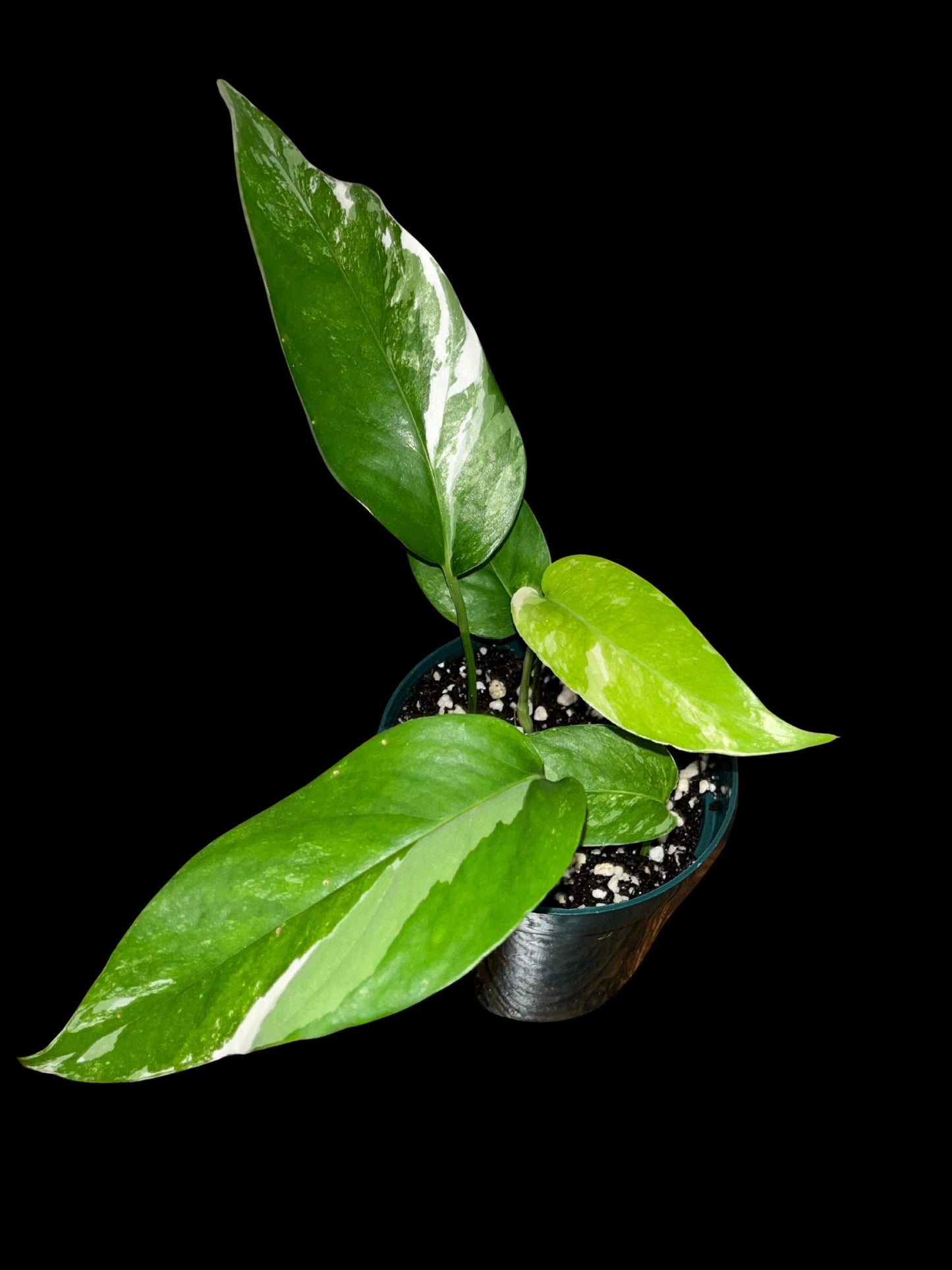 Rare Albo Pothos Starter | White Variegated Indoor Vine | Tomoka Farms