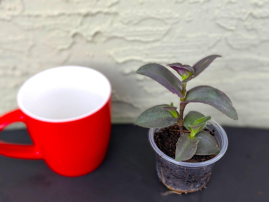 Tradescantia Purple Fuzzy | Starter Plant | Tomoka Farms
