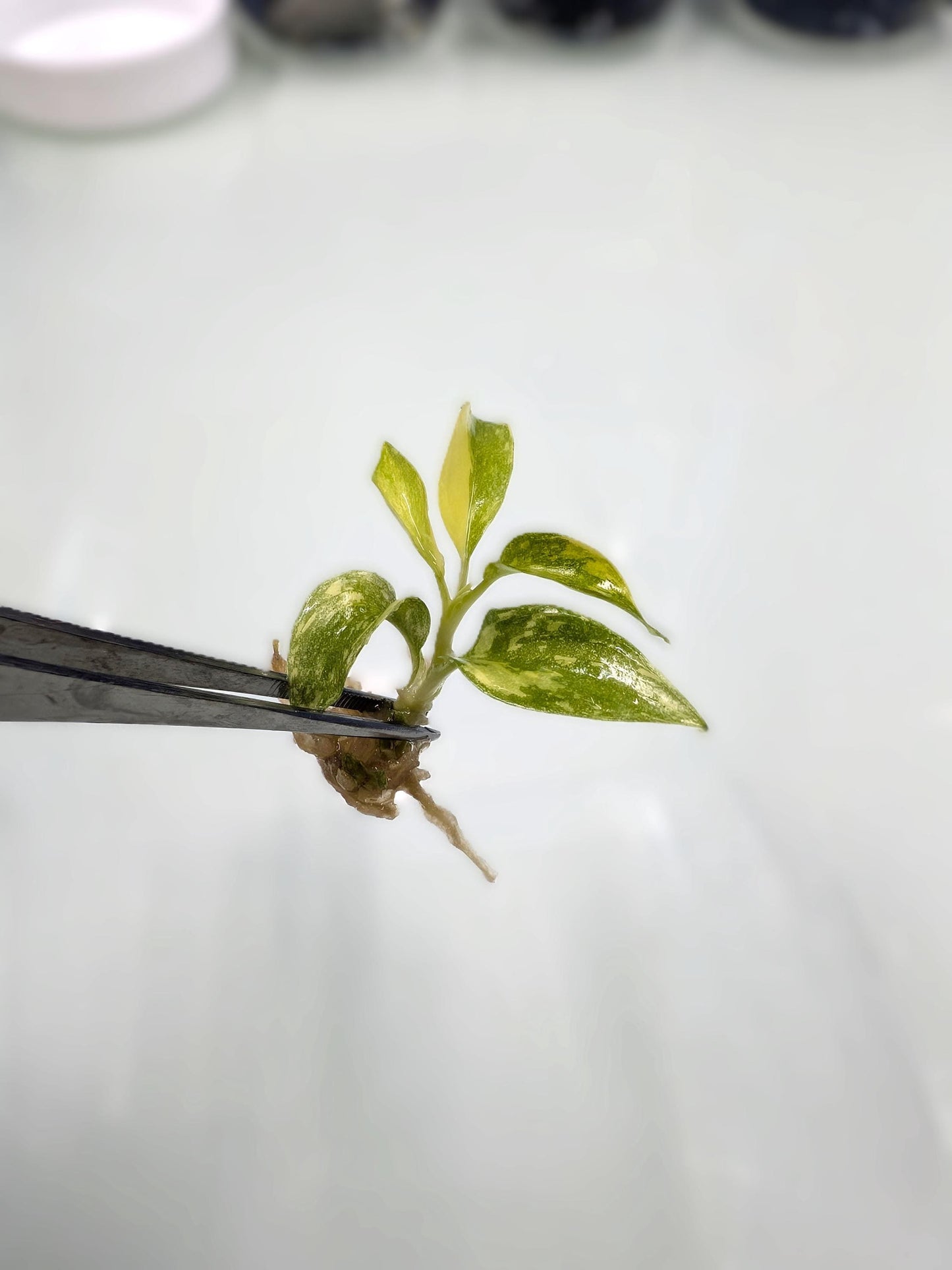 Philodendron Ring of Fire | Tissue Culture Plant | Tomoka Farms