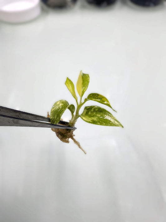 Philodendron Ring of Fire | Tissue Culture Plant | Tomoka Farms
