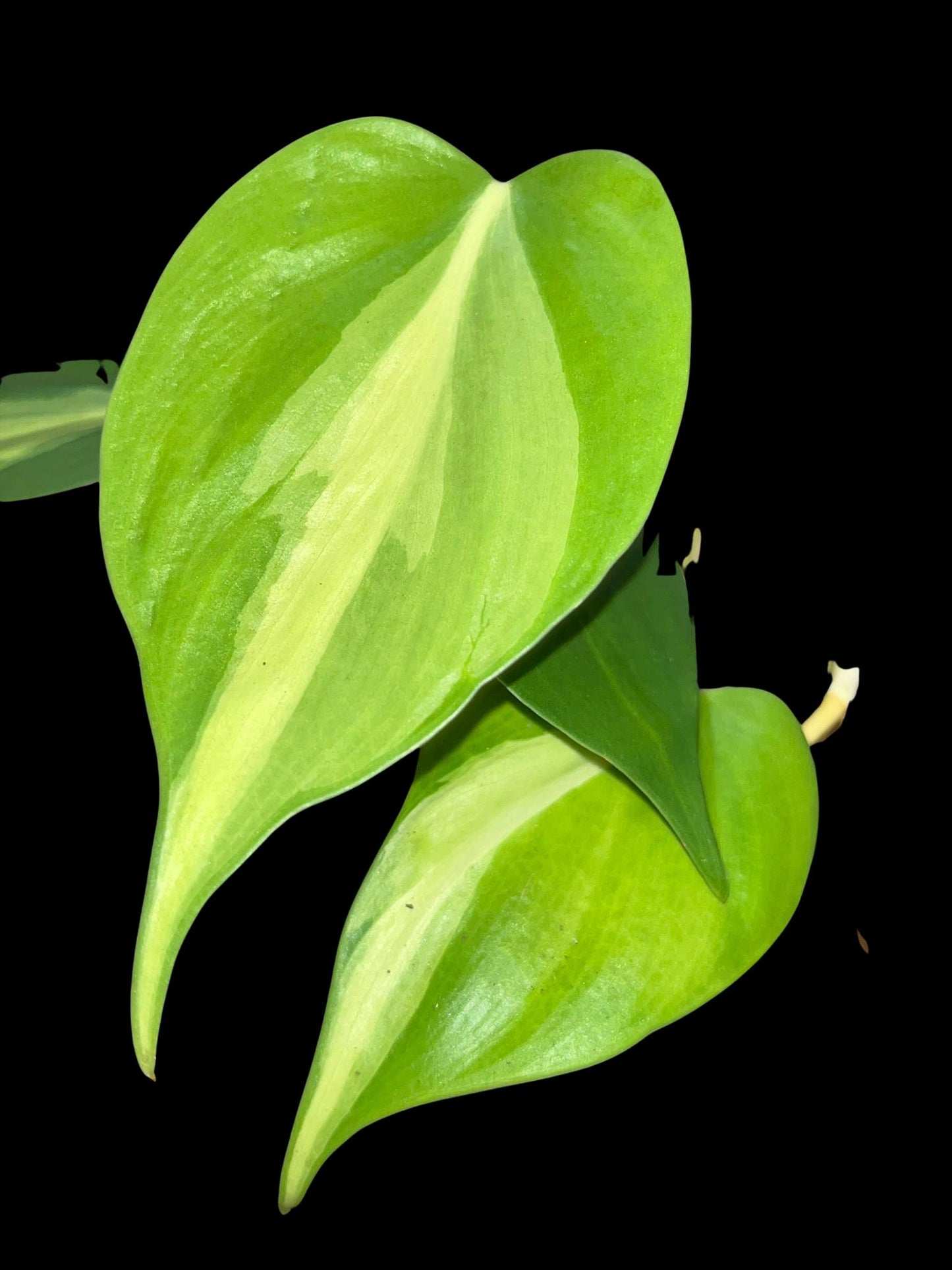 Philodendron Brasil | Starter Plant | Tomoka Farms