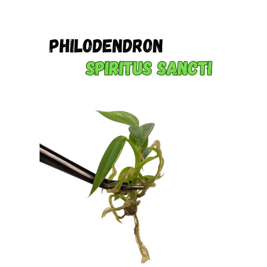 Philodendron Spiritus Sancti | Tissue Culture Plant | Tomoka Farms