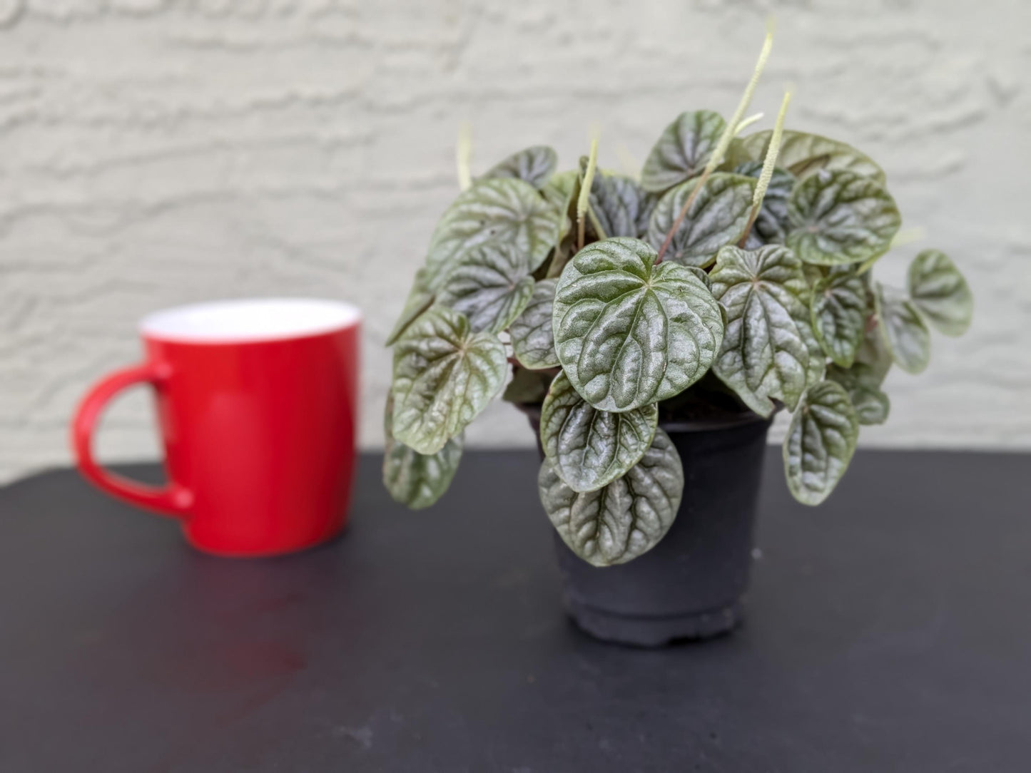 Peperomia Silver Ripple | Starter Plant | Tomoka Farms