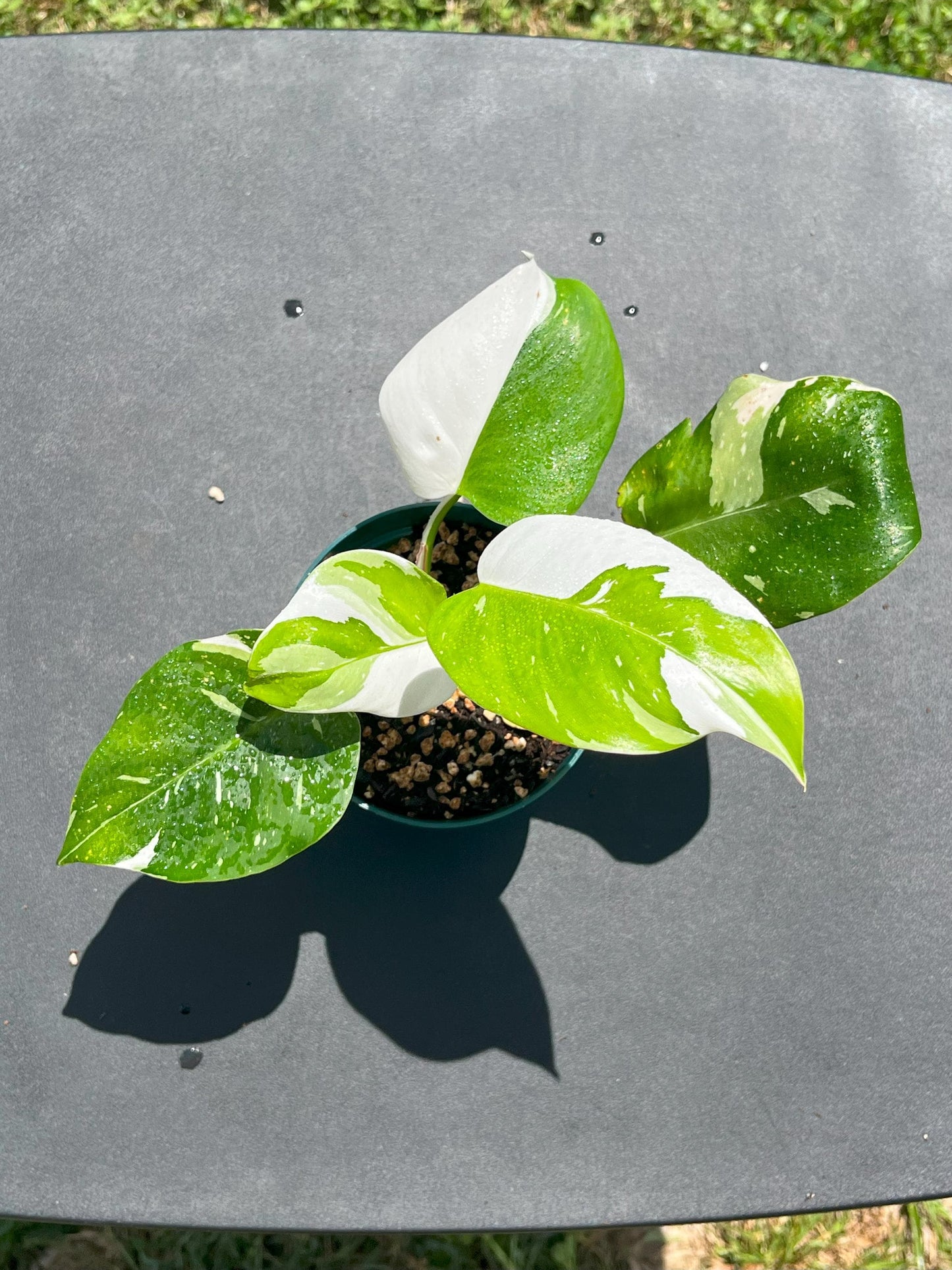 Philodendron White Princess | Starter Plant | Tomoka Farms