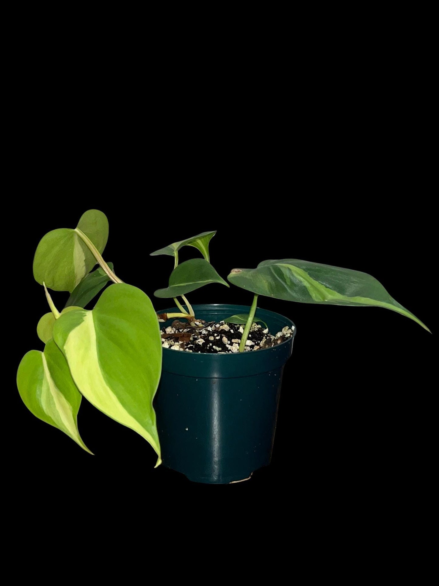 Philodendron Brasil | Starter Plant | Tomoka Farms