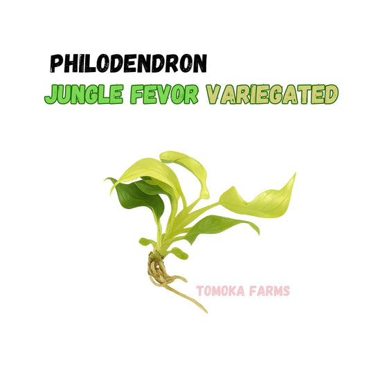 Philodendron Jungle Fever | Tissue Culture Plant (Starter) | Tomoka Farms