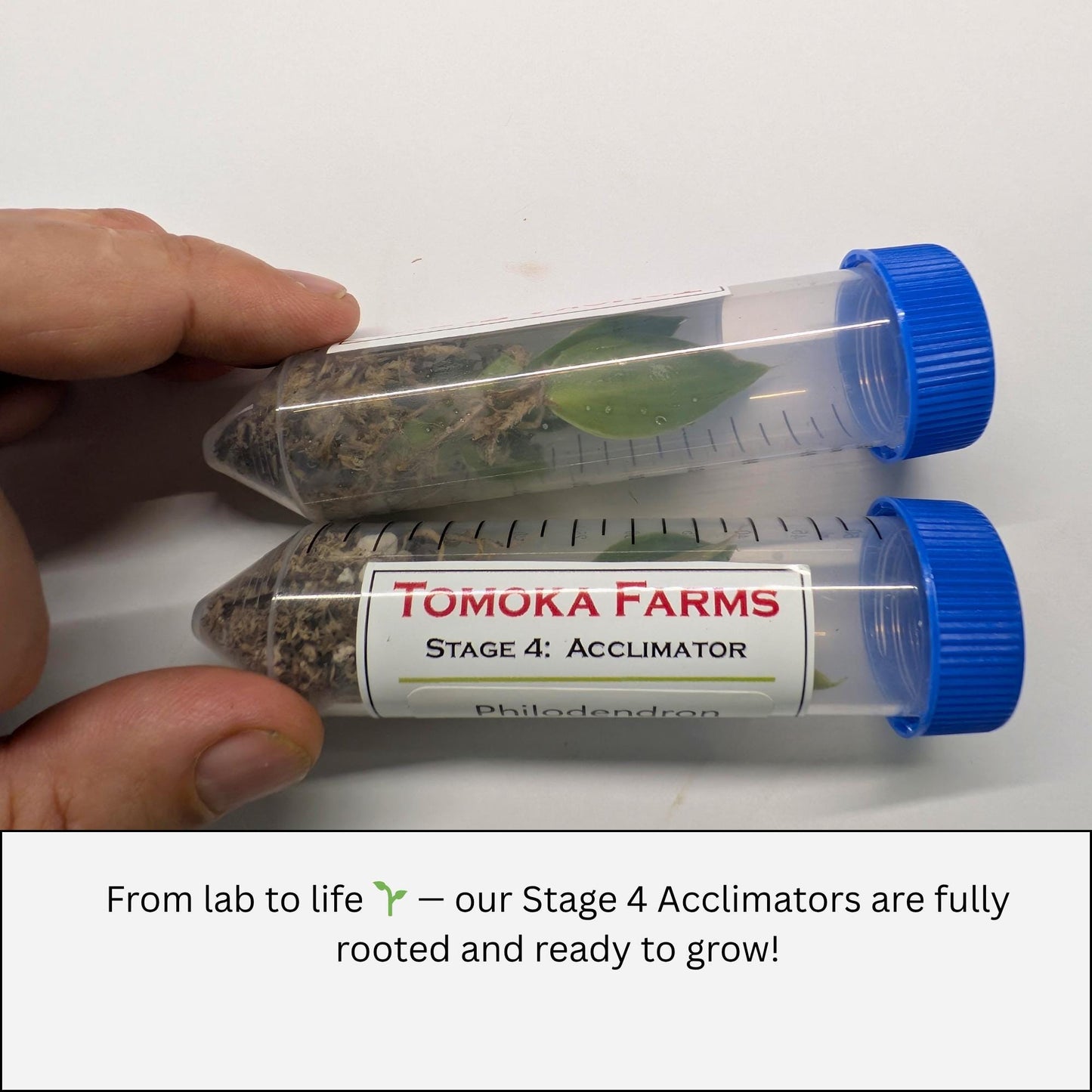 Anthurium Warocqueanum ‘Queen’ | Tissue Culture Plant | Tomoka Farms