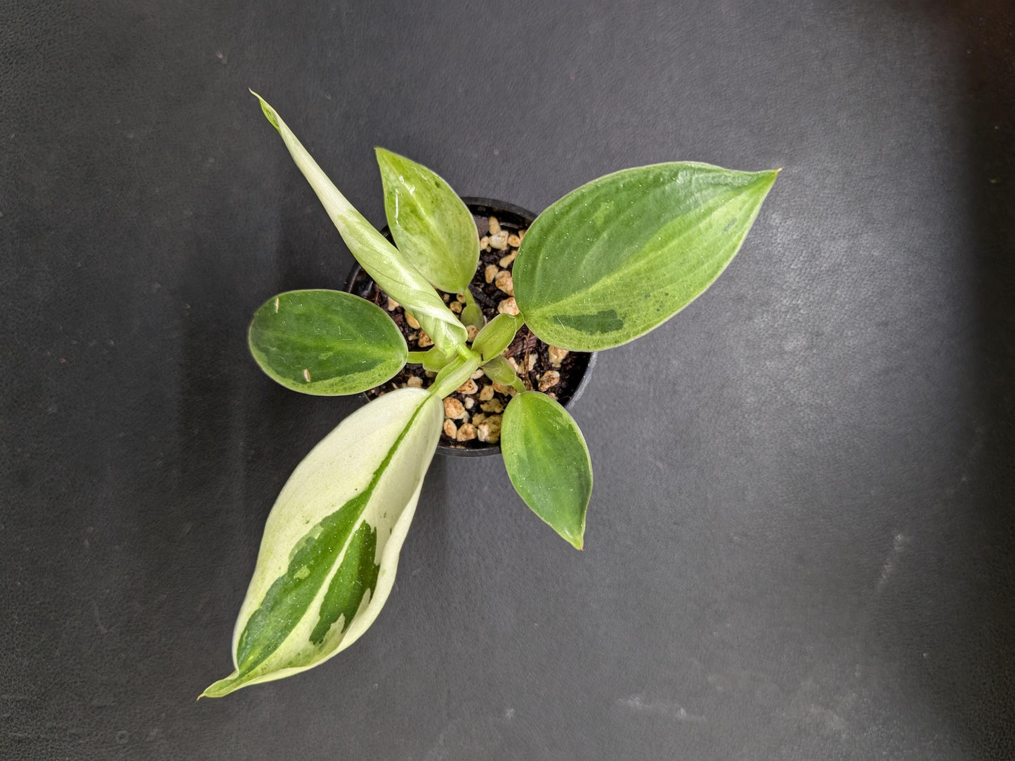Philodendron Jose Buono | Starter Plant | Tomoka Farms