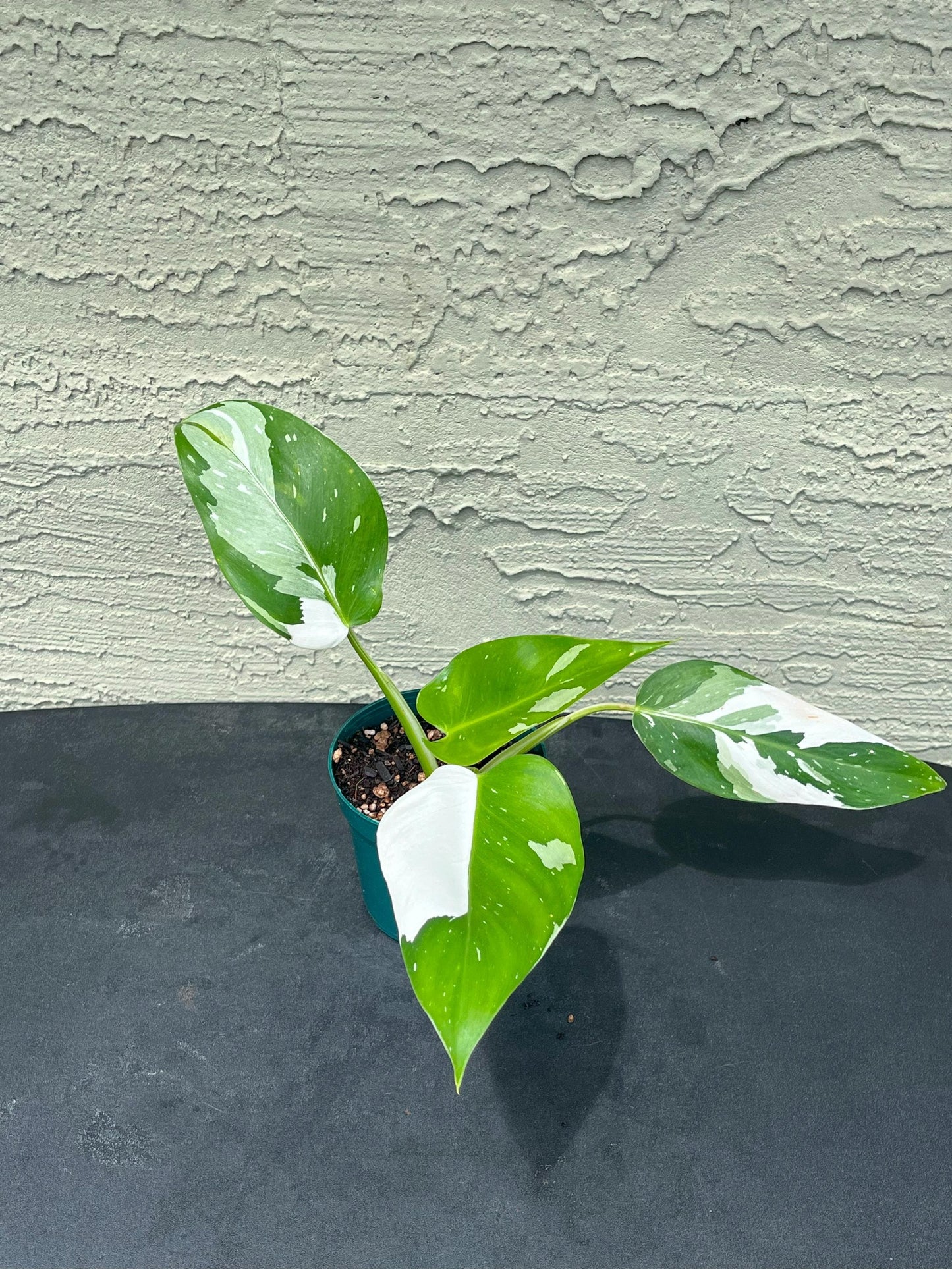 Philodendron White Wizard | Starter Plant | Tomoka Farms