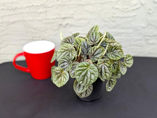 Peperomia Silver Ripple | Starter Plant | Tomoka Farms