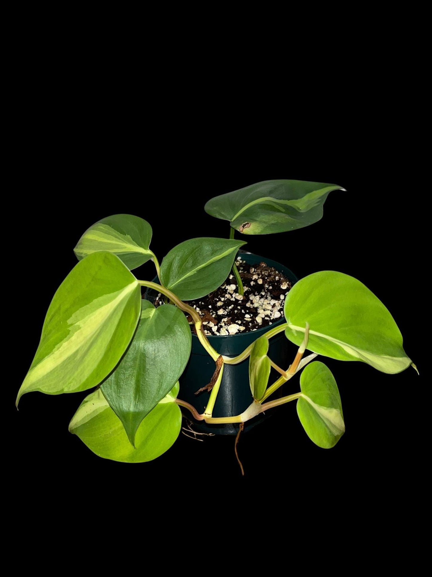 Philodendron Brasil | Starter Plant | Tomoka Farms
