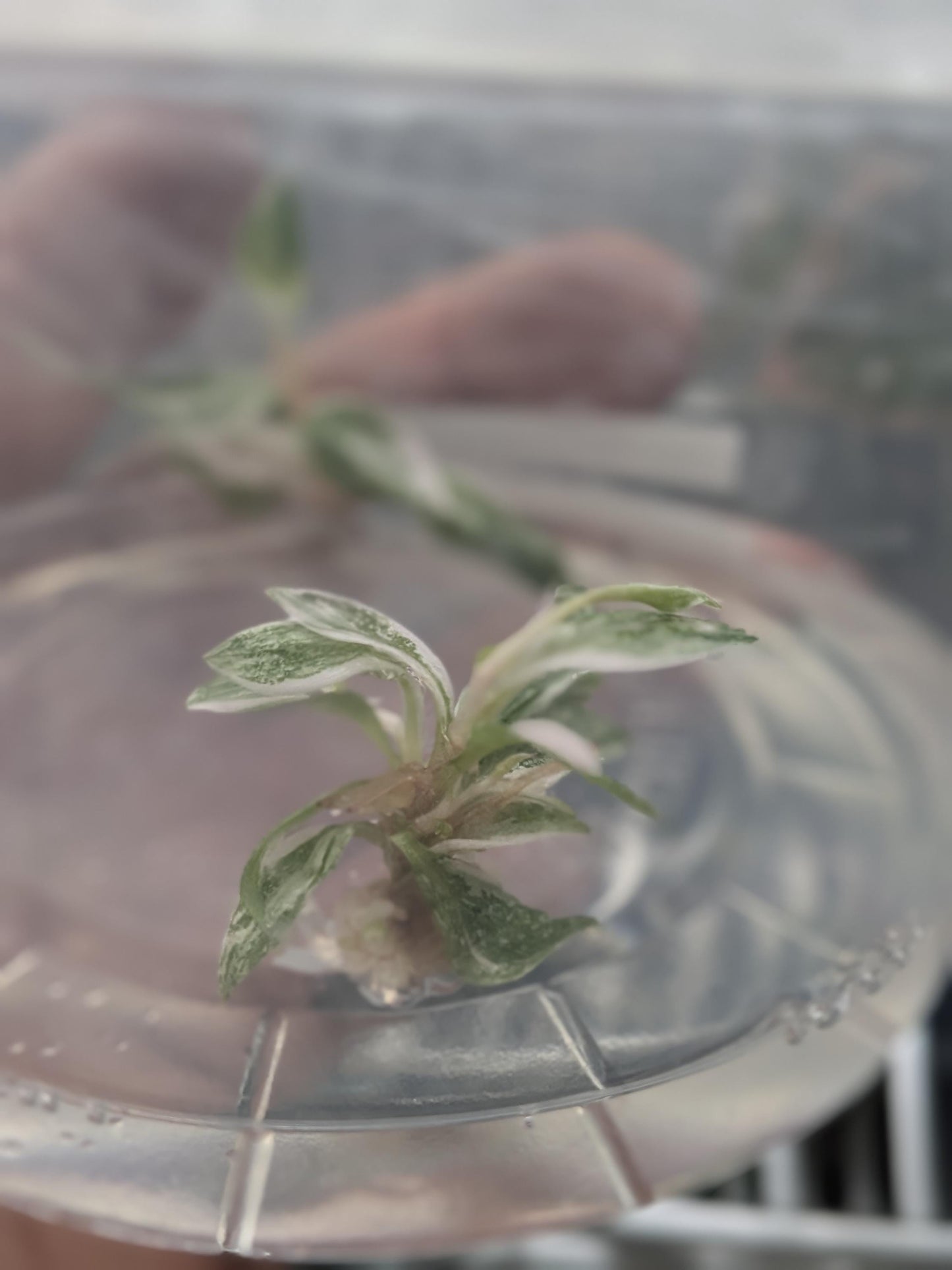 Philodendron Red Anderson | Tissue Culture Plant (Starter) | Tomoka Farms