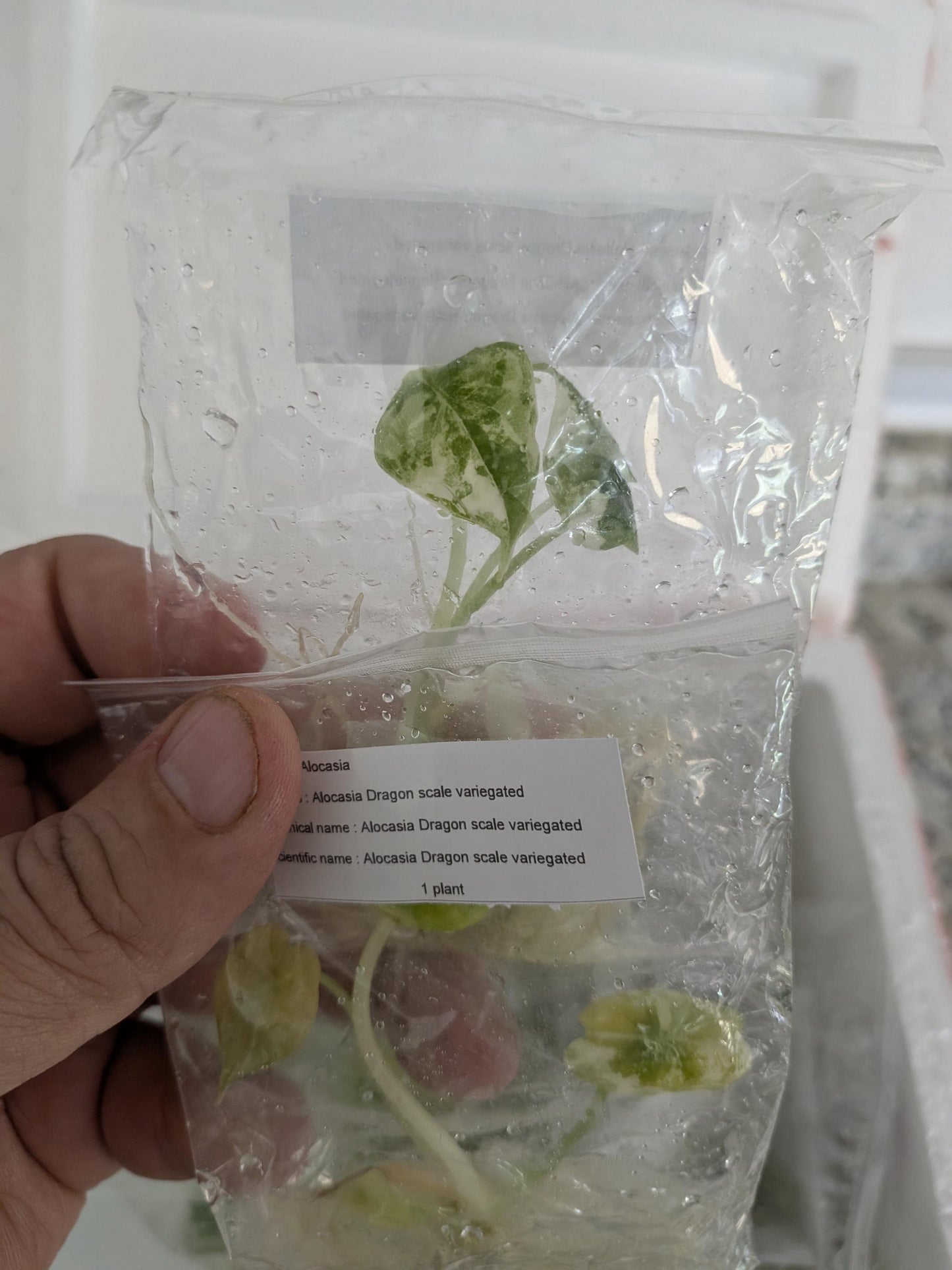 Alocasia Dragon Scale Variegated | Tissue Culture Plant (Preorder) | Tomoka Farms
